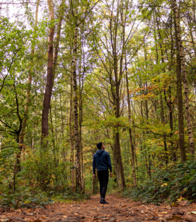 Forest walk